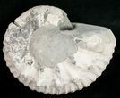 Liparoceras Ammonite - Very D #10709-1